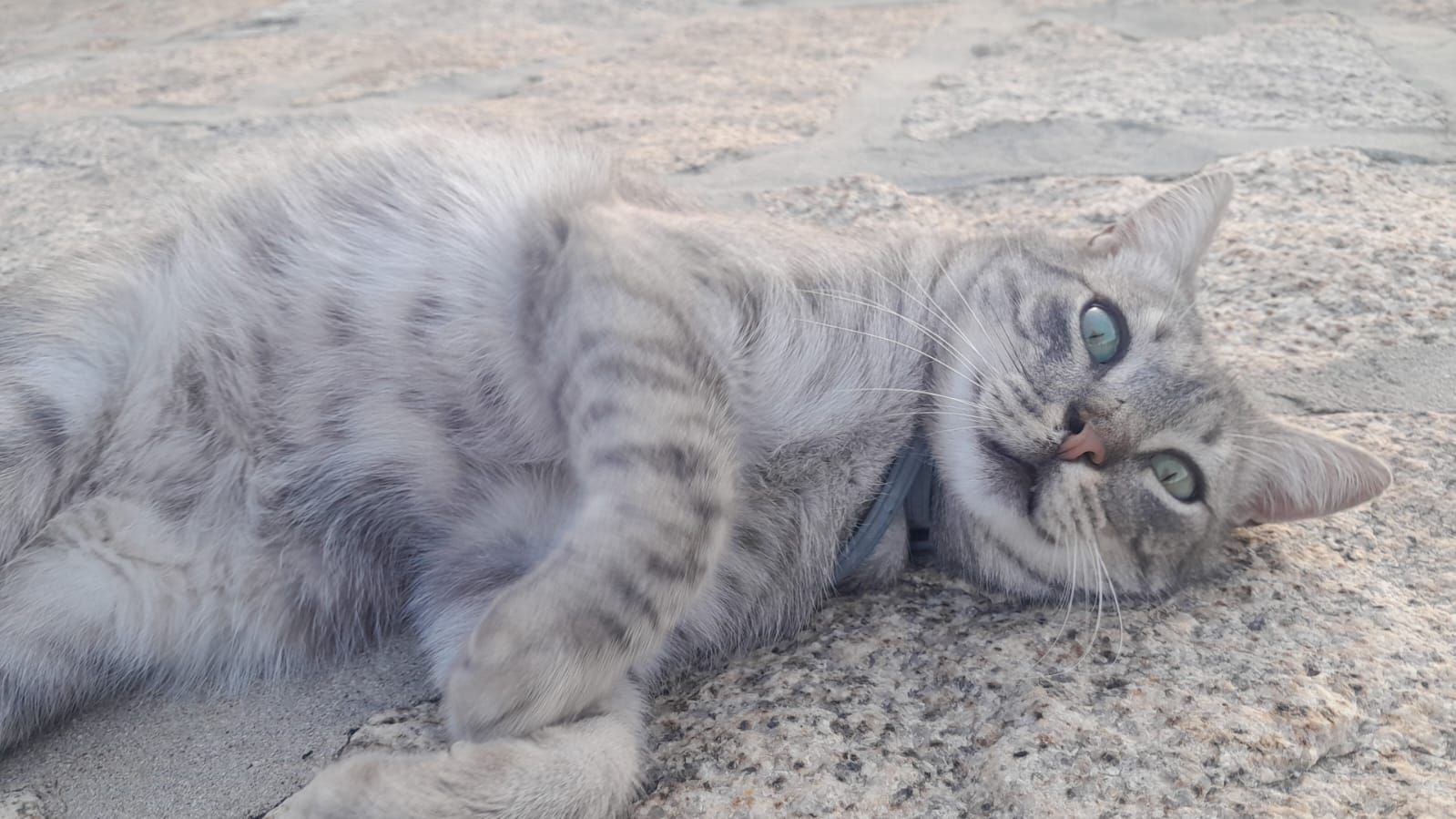 WhatsApp Bild 2025 06 13 um 20.07.44 f6817b02